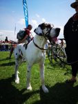 Dog at York Rally 2019